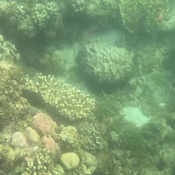 Morning Snorkeling Adventure: A Dive into Serenity