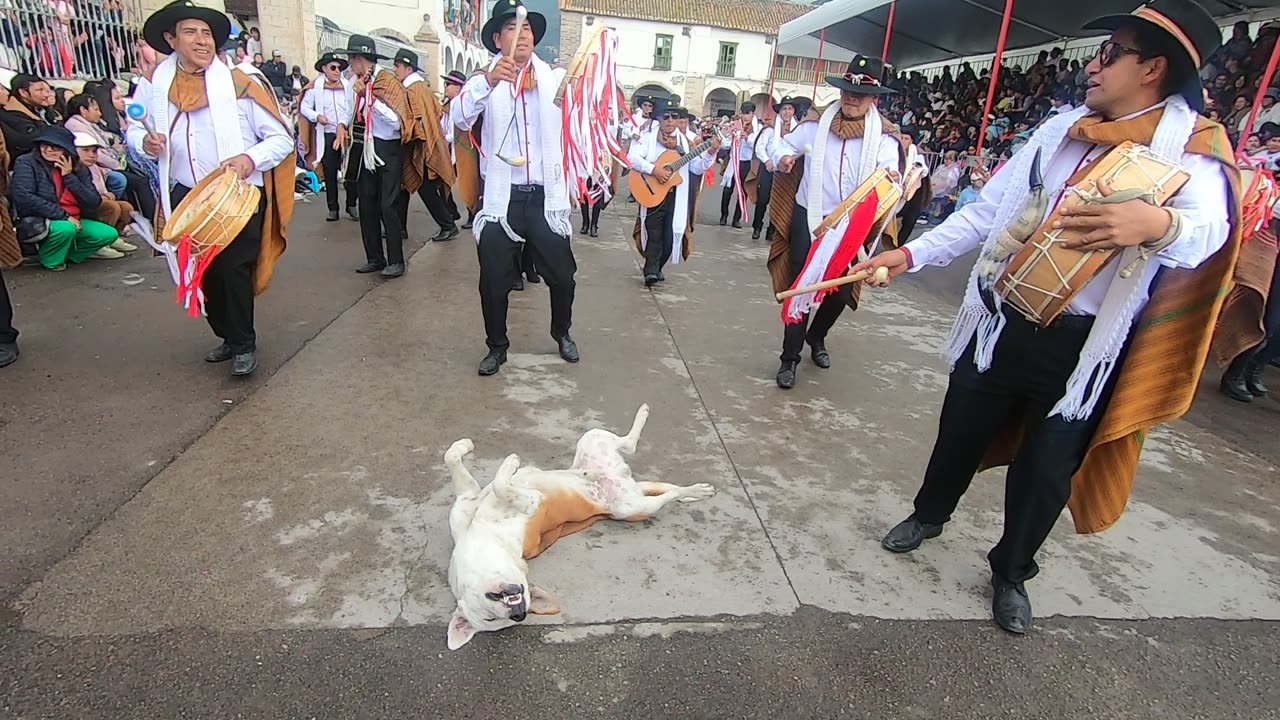 Parade Of Musicians Surround Sleeping Dog