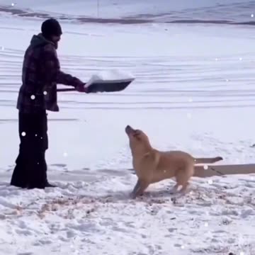 A Day in the Life of a Goofy Dog