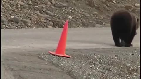 Brown Bear stands up Construction Cone