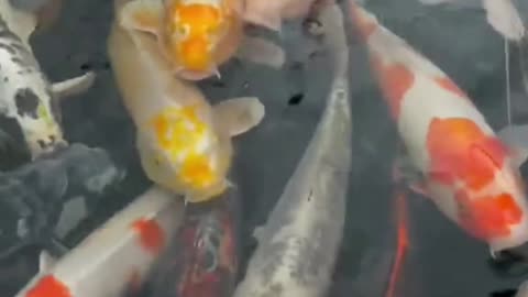 putting fish in Japan drainage system