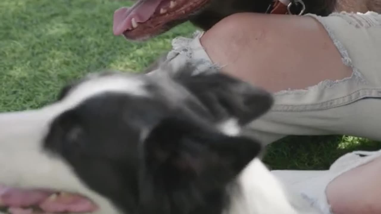 Girl petting dogs 🐕🐕