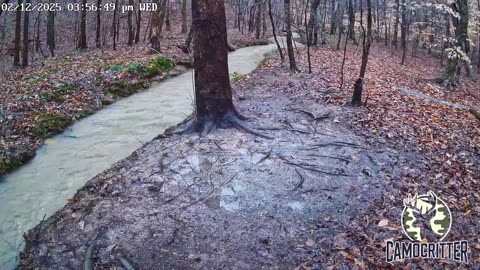 CamoCritter Critter Cam Live Stream