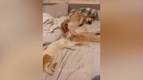 Funny Cats and Dogs Videos