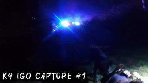 Thurston County deputies and K9 Igo chase and track down 5 gang members