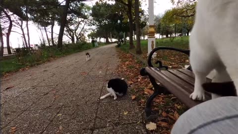 If you sit on this cat island, you’ll be surrounded by cats