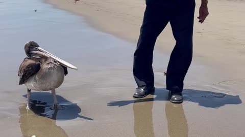 Shaking Hands With a Pelican