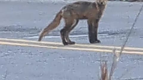 Wild Fox Urban Playground