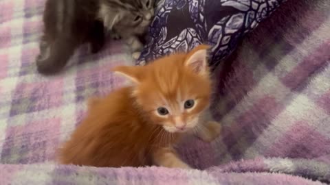 Newborn Maine Coon Kittens - On Wobbly Legs