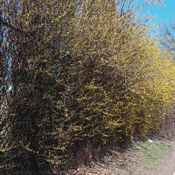 Forsythia trees.