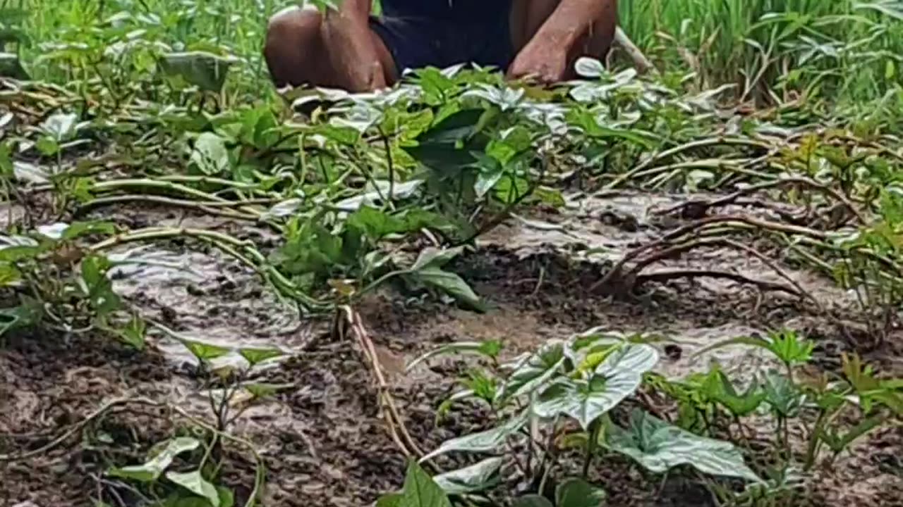 Vlog Daily in Planting Chili in the Rain! 🌱