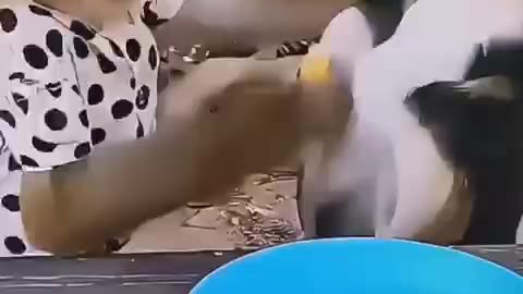 Monkey & dog