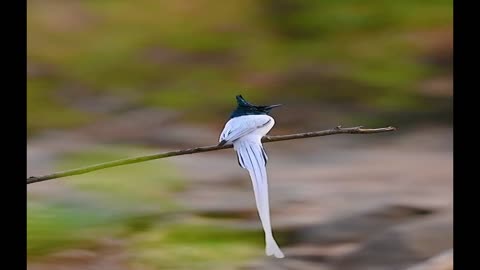 "Ever seen birds dance? Watch the flycatcher's stylish moves and a parrot enjoying a fun corn party