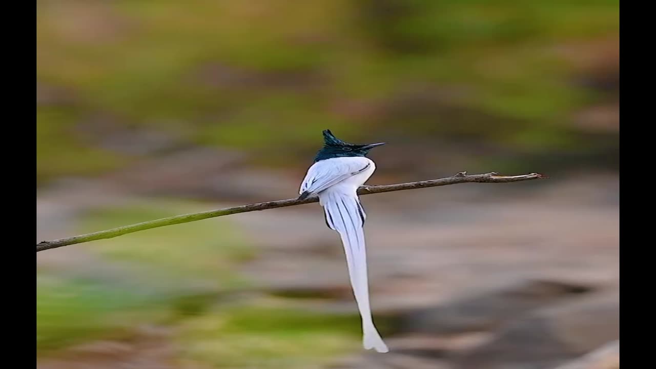 "Ever seen birds dance? Watch the flycatcher's stylish moves and a parrot enjoying a fun corn party