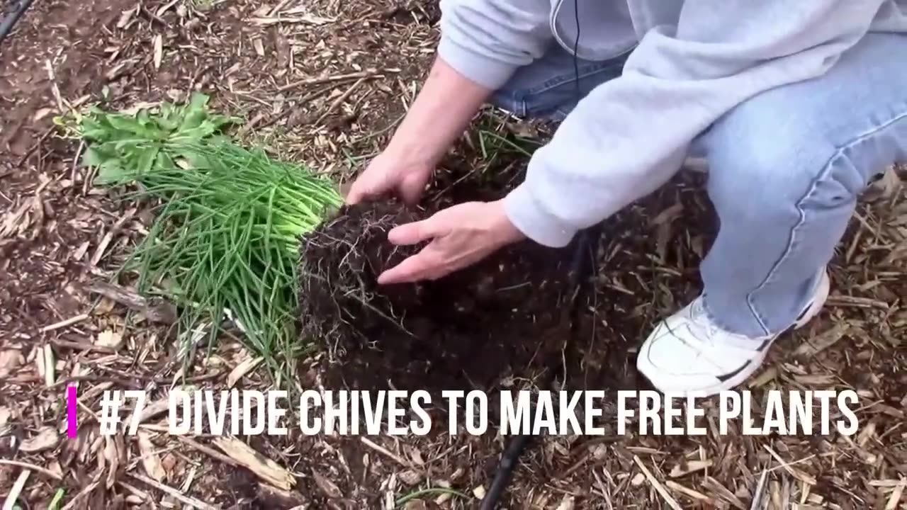 Gardening Quick Tip #7 - How to Divide Chives and Other Perennial Plants