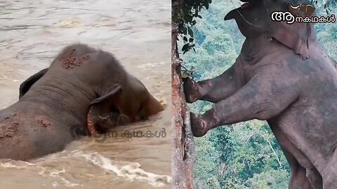 ആനകളുടെ ശവപ്പറമ്പ് ആകുന്ന ഇടുക്കി _ Wild animals and human conflict _ Elephant attack kerala