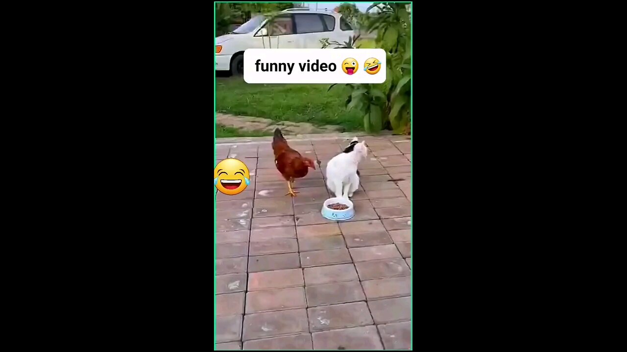 funny cat 🐈 😻