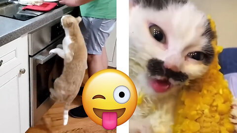 When cats are very hungry