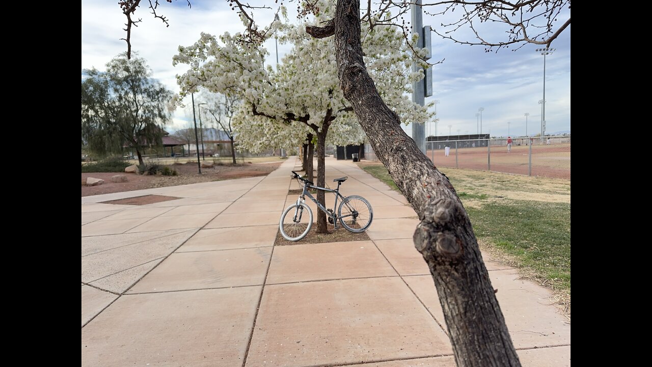 2/12/25 trees in full bloom