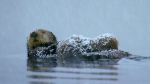 Otter Loses Cub in Freezing Waters