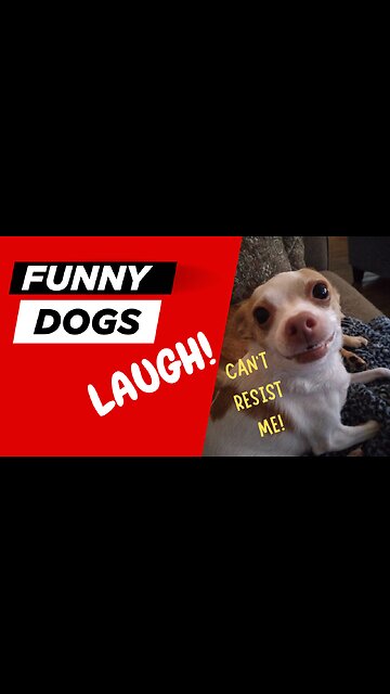 Silly Dog Upsets Big Sister-Hilarious Antics!