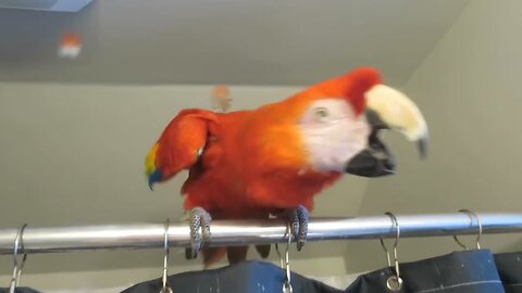 BIRD TRIES TO CATCH FEATHERS 🦜 - PLAYS FEATHER GAME WITH GIRL