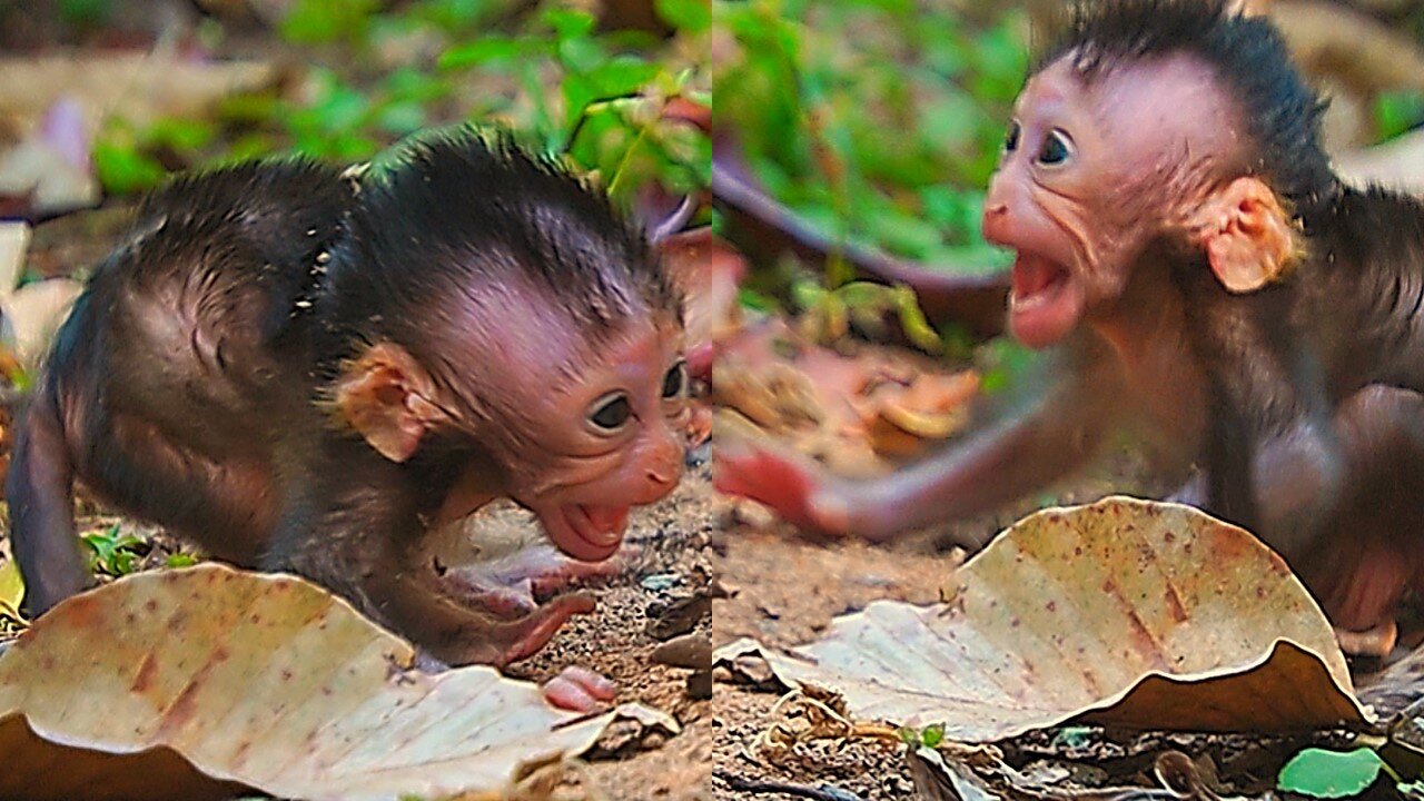 Oh Lord! Baby Monkey IDRIS Crying Angrily Cos Mom IVY Pushed her Away