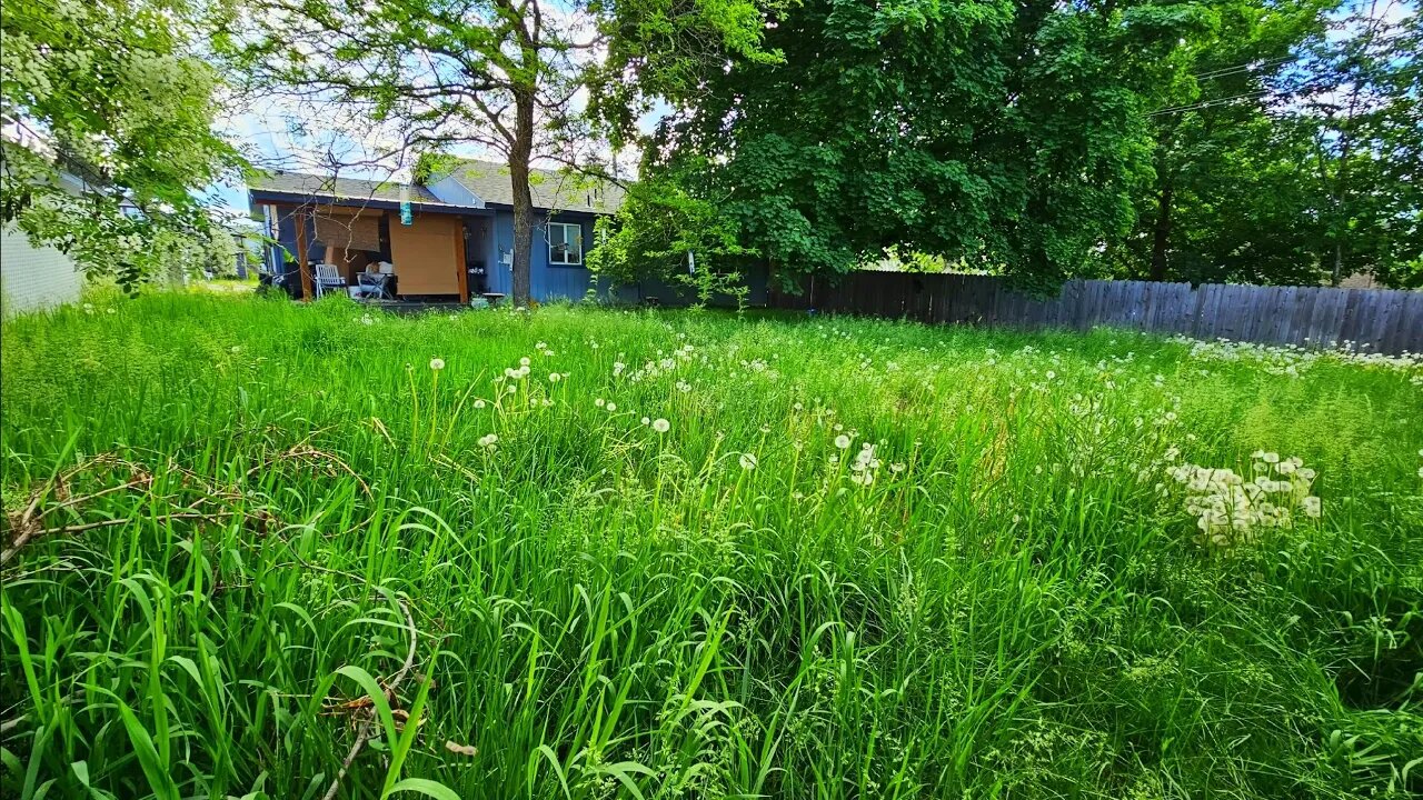 Neighbor Doesn't BELIEVE ME I'm Cutting Her TALL GRASS Down For FREE
