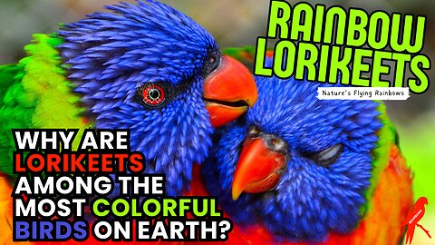 Rainbow Lorikeets: How These Birds Get Their Dazzling Colors!