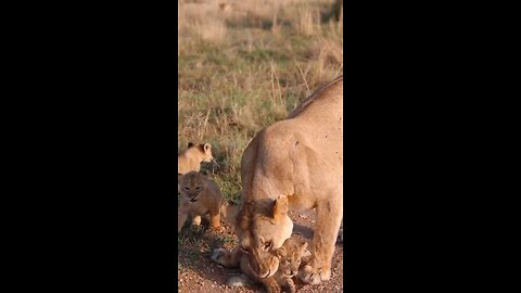 cute lioness play with cubs