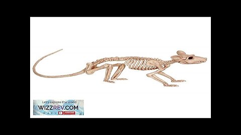 Skeleton Rat Decoration Review