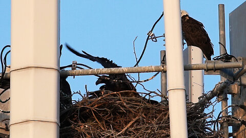 Eaglets Preparing to Fly