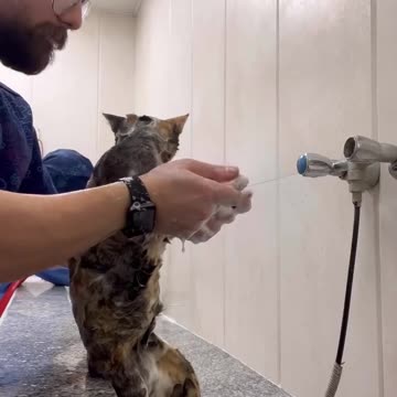 😂 آدم اینجور گربه ای میخواد