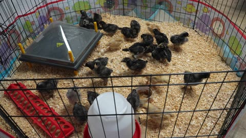 New brooder setup for older chicks. A mistake? Also...an oddity to report!