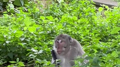 Monkey Trades Phone for Food