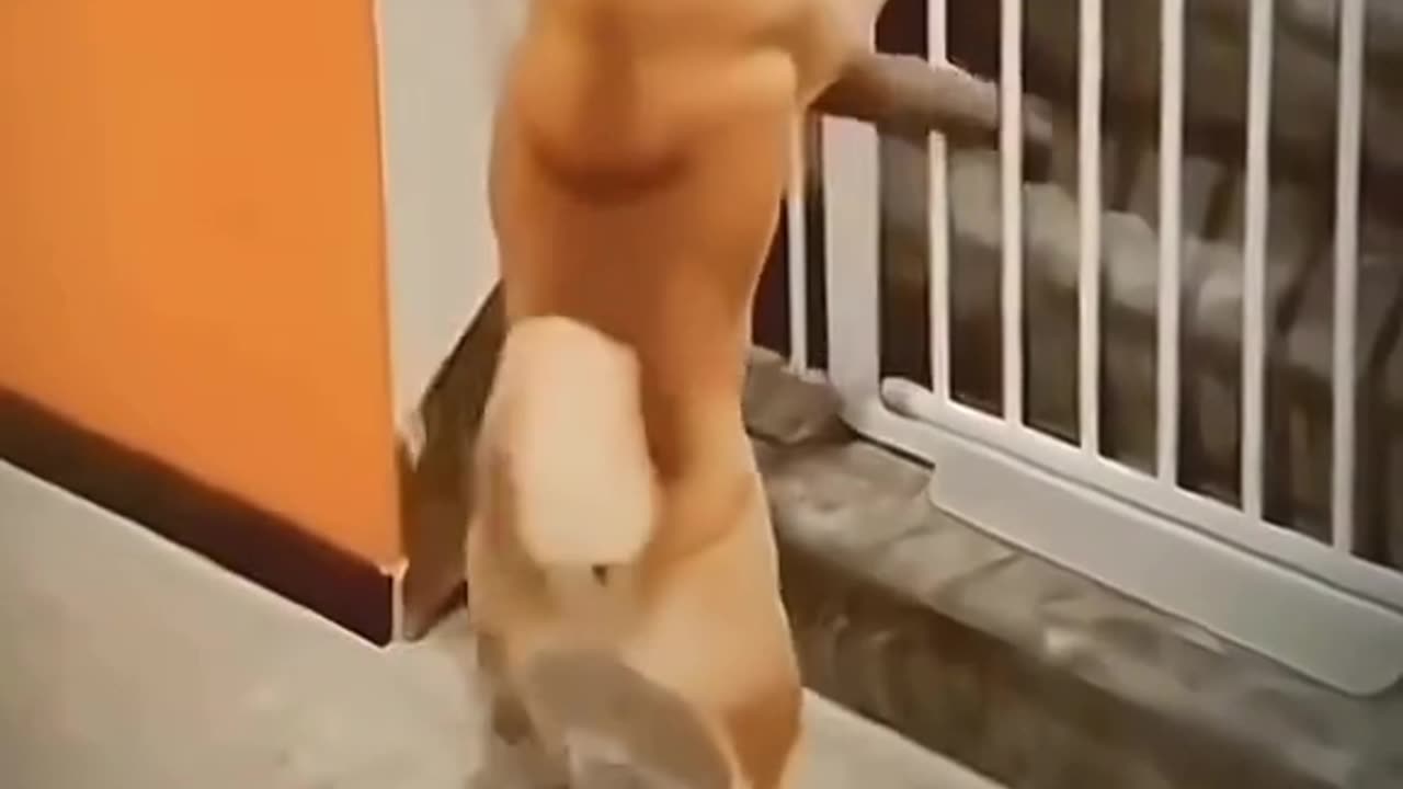 Dogs 🐕 and cats 🐈 🤣