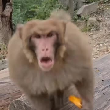 Funny Monkeys