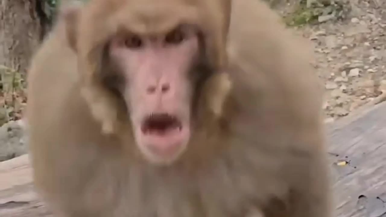 Funny Monkeys