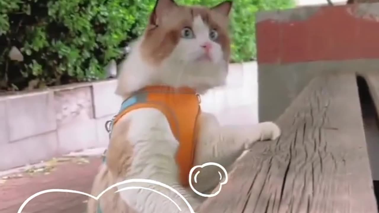 Funny animals Videos