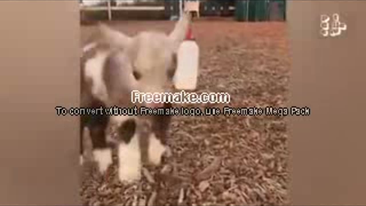FUNNY ANIMAL