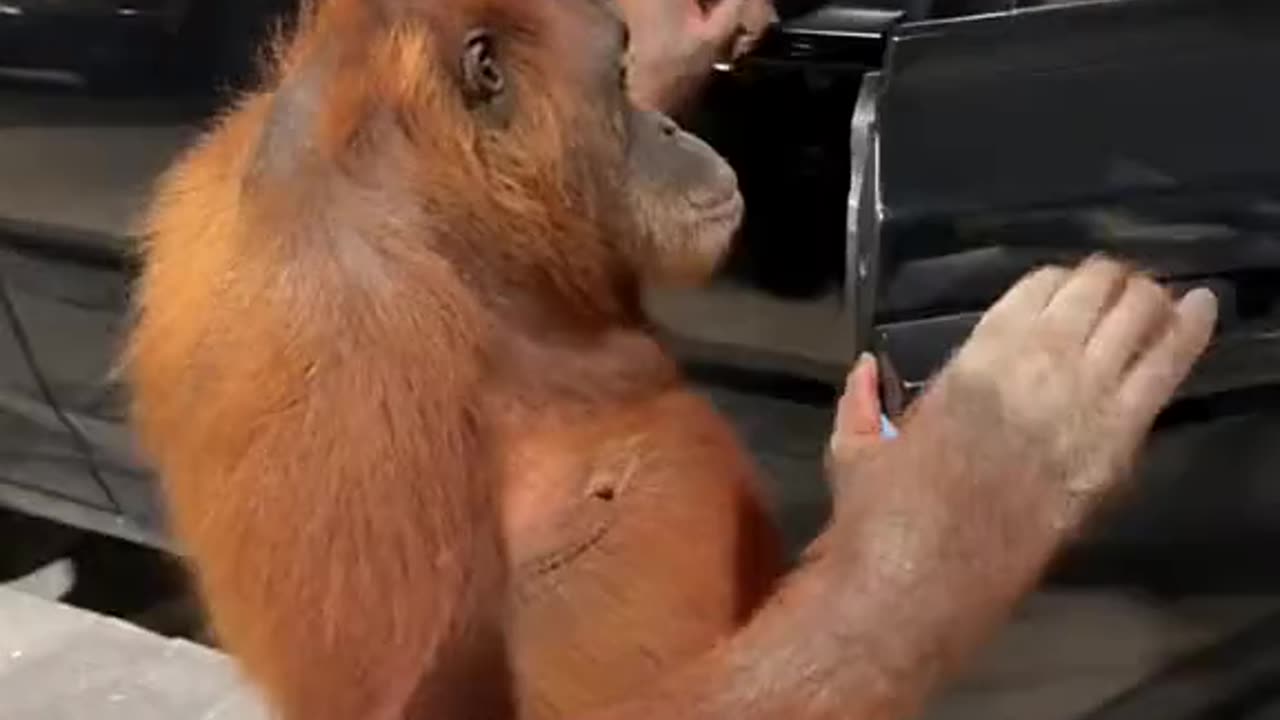 "🦧 Orangutan Swag: Sitting in the Car Like a Boss! 🚗😆👑"