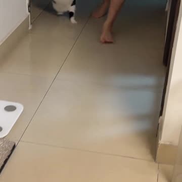 Daily Adventures of My Chubby Cat