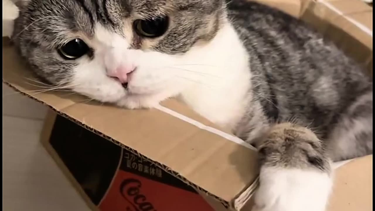 Can't Stop Laughing! These Cats Are Comedy Gold