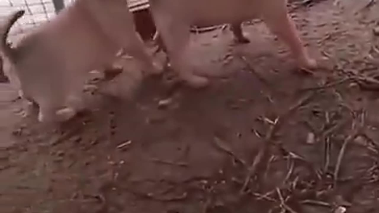 A group of chickens organized illegal dog fights 🐕