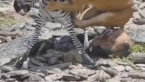 "The zebra getting knocked out by the lion."