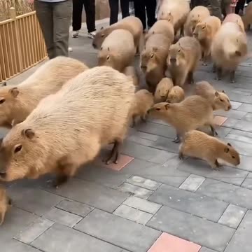 DarthBara leads StormBaras😂😂