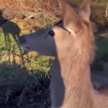 Targeted Deer Runs Right Up To Its Hunter man🦌