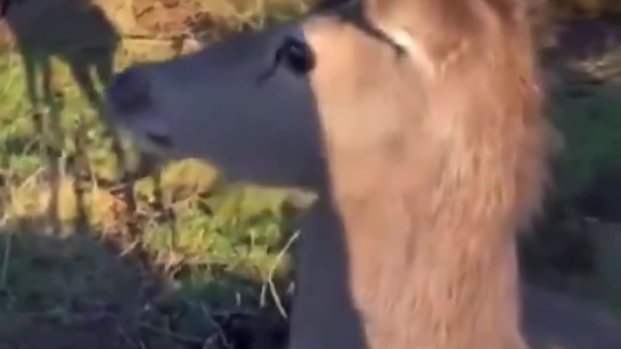 Targeted Deer Runs Right Up To Its Hunter man🦌
