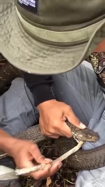 Careless boy walks on a dangerous trail in the woods and a snake attacks him