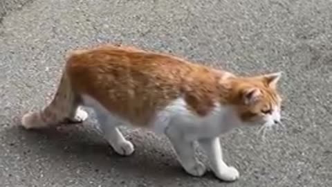 cat sees ＂it＂